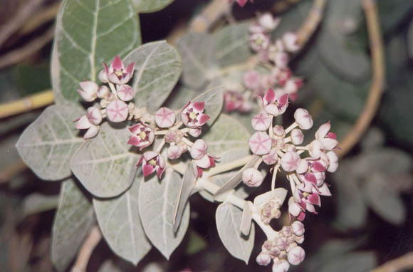 fleurs