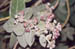 fleurs